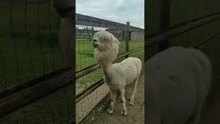 Гля,ты, какая ляля....