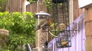 Tatty Robin having a Feed