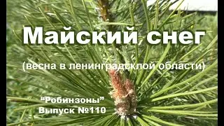 Майский снег. "Робинзоны" 110
