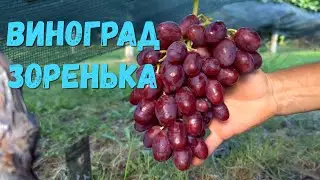 Виноград Зоренька.