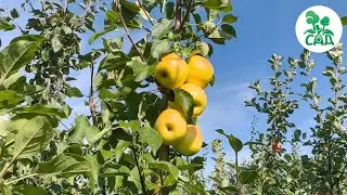 🍏 Яблоня БАНАНОВОЕ. Сорт зимнего срока созревания.  🍏