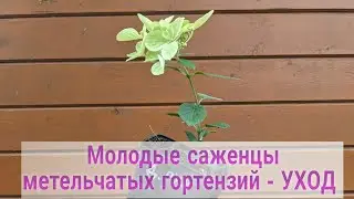 1 августа 2024 г. Черенки стали саженцами/ Кто нарастил корни?