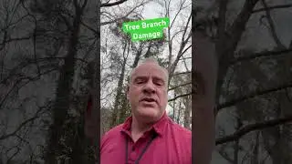Tree Branch Damage 