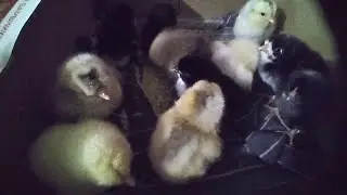Циплята в дома