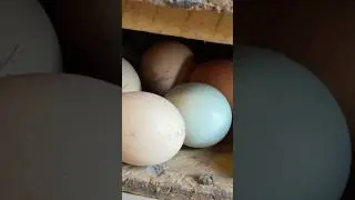 Сбор яиц 