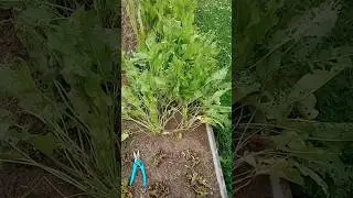 Борьба с жуком-листоедом на грядке со щавелем