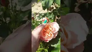 Роза Принцесса Сакура, японская