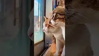 Оживленная беседа двух котиков 🐈🙀#trending #shorts #youtubeshorts #cat #котики #funny