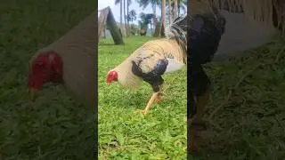 Frost grey #rooster #grey #chicken #animals #farm