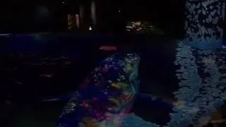 Teamlab-течение времени