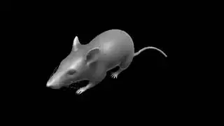 Spinning Rat