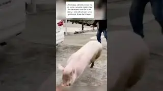Про свинью с протезом 