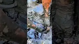 Digging Lotus Roots Hard Job 