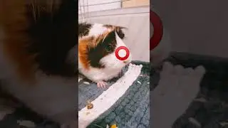 Извинись😭 #свинкакася