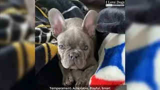 This is why i love French Bulldog 💖💘🐶