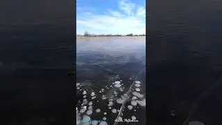 На пруду. Ноябрь 