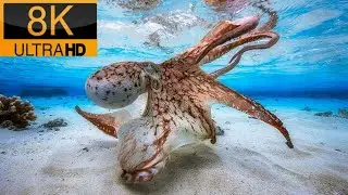 Most beautiful fish in water#viral #fish
