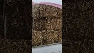 Yem-xashak narxlari. 13.01.2024.Navoiy vil. Karmana.