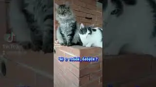 Две кошки и один кот# Чё с тобой бабуся ?#великолепный кот#