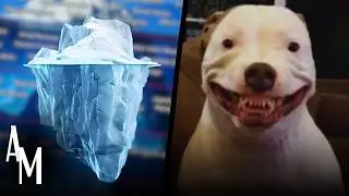 O BIZARRO ICEBERG DOS CÃES