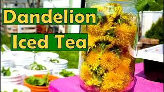 How to Make Iced Tea From Dandelions. This is Good!