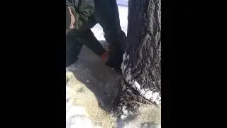 Осина 70 см обхват