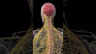 🔍 The Human Nervous System: Your Body’s Control Center 🔍  #3danatomy #anatomy