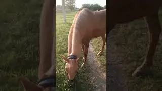 Одиссей #рек #конь #horse