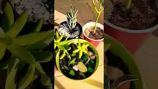 #shortvideo #shorts #viralshorts