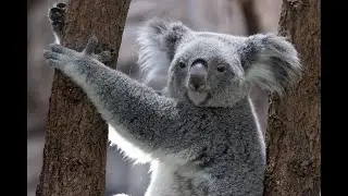 Koala Chronicles: Unmasking the Marsupial Mysteries