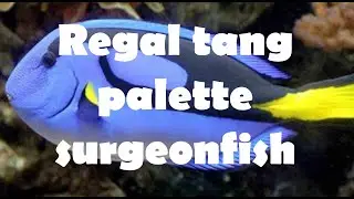 Regal tang palette surgeonfish