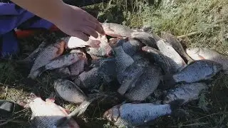 Ловля карася на фидер. Рыбалка в плавнях.