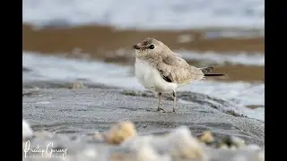 Bird Photography in Nepal | Small Pratincole Photography