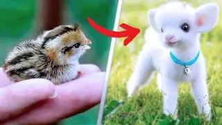 Cutest Baby Animals You Can Legally Own