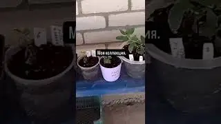 19.05.2024 год моя коллекция Гортензий.