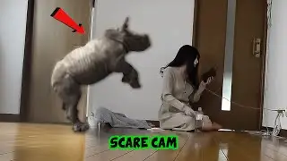 BEST SCARE CAM Priceless Reactions 2025😈#208 | Funny Scare Cam 🤣| Jump Scare 😂| CoCo Scare Cam |