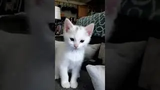 Heckin Cute Kittens