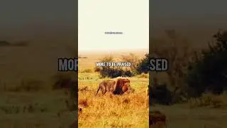 LION ON FRIENDSHIP🔥|ft.LION #lionattitudestatus #lion #lionquotes