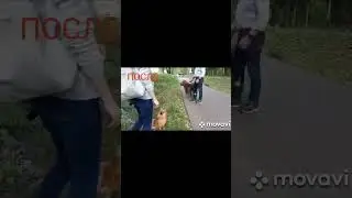 Реакция на других собак