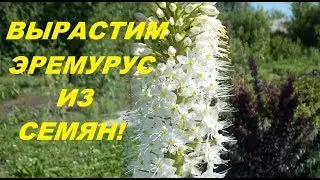 EREMURUS FROM SEEDS. IT'S NOT DIFFICULT AT ALL!