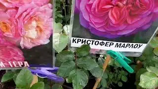 ЛЕРУА МЕРЛЕН , покупки , цены . ПОРОСЛЬ шиповника у розы.