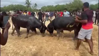 Bullfights Goa || Traditional Dhirio Sport || Goan Dhirio Sport ||