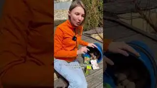 Какими препаратами обработать картофель перед посадкой и зачем?| Совет УСАДЬБА-СЕМЕНА