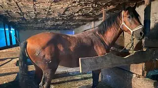 #horse