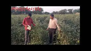 COTTON PRANSHI GOLDI 333 BEST RESULTS VARIETY. BEST PRODUCTIONS