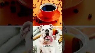 Never Give Your Dog These Foods