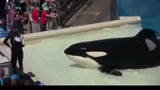 Black Fish Documentary |SEAWORLD BEFORE A FATAL ACCIDENT CHANGED EVERYTHING   UN ACCIDENTE FATAL .