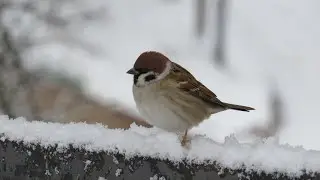 Зимующие городские птицы/ Наблюдение за птицами/Фотоохота/#birdwatching
