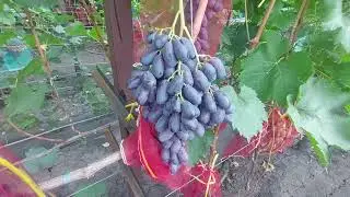 Графиня , Дамасская красавица , Алвика