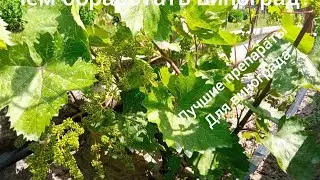 самые лучшие препараты для винограда.Важная обработка перед цветением